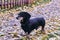 Happy old black-brown dachshund portrait. Dachshund breed, sausage dog, Dachshund on a walk in autumn yellow dried