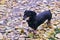 Happy old black-brown dachshund portrait. Dachshund breed, sausage dog, Dachshund on a walk in autumn yellow dried leaves