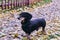 Happy old black-brown dachshund portrait. Dachshund breed, sausage dog, Dachshund on a walk in autumn yellow dried leaves