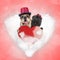 Happy old couple of dogs are still sharing their love on valentine`s day