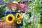 Happy Old Woman with Baskets of Fresh Sunflowers