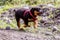 Happy One Month Puppy Rottweiler Running In Nature