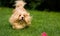 Happy orange havanese dog is chasing a ball in the grass