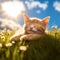 really happy orange kitten basking in the glorious sunlight in a meadow