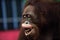 happy Orangutan money smile portrait