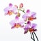 Happy Orchid Flower On White Background: Meticulous Photorealistic Still Life Art