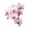 Happy Orchid Flowers On White Background