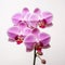 Happy Orchid: Purple Orchid Flower With Pink Flowers On White Background