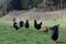 Happy outdoor chickens