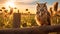 Happy Owl Perched On Fence Post In Lush Cornfield