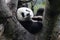 Happy Panda