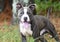 Happy panting blue gray and white American Pitbull Terrier dog male