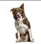 Happy panting Border Collie, isolated