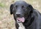 Happy panting Border Collie Lab mix dog