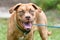 Happy panting female Boxer Vizsla Hound mix dog outside on leash