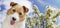 Happy panting funny pet dog puppy with flowers, spring banner