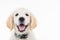 Happy panting golden labrador retriever puppy dog