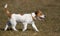 Happy panting jack russell terrier dog walking