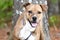 Happy panting Pitbull hound mix breed dog adoption rescue photo