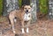 Happy panting Pitbull hound mix breed dog adoption rescue photo