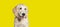 Happy Panting Puppy Golden Retriever dog looking away, four months old, isolated on yellow background