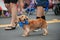 Happy parade dog in costume on July 4th.