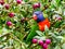 Happy parrot with berries