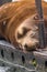 happy peacefull sealion sleeping on wooden dock