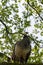 Happy Peacock on the brach of tree