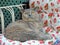 Happy pedigree british shorthair cat on chaise