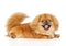 Happy Pekingese dog on white background