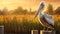 Happy Pelican Poses On Farm Fence Post With Lush Cornfield Background