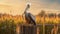 Happy Pelican Poses On Farm Fence Post With Lush Cornfield Background