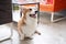 Happy Pembroke Welsh Corgi Dog