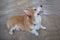 Happy Pembroke Welsh Corgi Dog