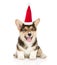 Happy Pembroke Welsh Corgi puppy in red santa hat. isolated on white