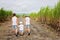 Happy people, children, running in sugarcane field on Mauritius island