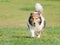 Happy pet dog playing with ball on green grass lawn, playful shetland sheepdog retrieving ball back very happy