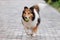 Happy pet dog playing with ball on ground, playful shetland sheepdog retrieving ball back very happy