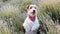 Happy pet dog puppy begging, panting and smiling in the lavender flower field