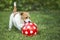 Happy pet dog puppy playing with a dotted ball