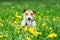 Happy pet dog sitting in spring green grass and yellow dandelion flowers