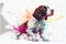 Happy pet dog watercolor illustration English springer spaniel