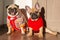 Happy pets pug dog and french bulldog dressed in knitted sweaters at home waiting for their owner. Funny dogs ready to go out. Dog