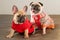 Happy pets pug dog and french bulldog dressed in knitted sweaters at home waiting for their owner. Funny dogs ready to go out. Dog