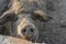 Happy pig rolling in mud. Mangalitsa - The Woolly Sheep-Pig, healthy environment and organic food production