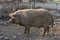 Happy pig rolling in mud. Mangalitsa - The Woolly Sheep-Pig, healthy environment and organic food production