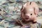 Happy Piggy Bank on Nigerian Naira for Money, finance and Savings concept