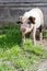 Happy piglet in fresh green grass