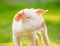 Happy piglet on the meadow. Young pig portrait